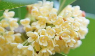 描写桂花的句子 描写桂花的句子 超优美简短