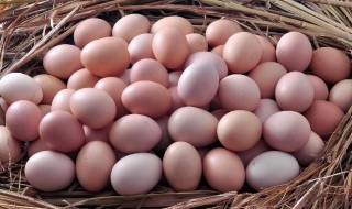 土鸡蛋的营养价值（土鸡蛋的营养价值比一般鸡蛋高吗）