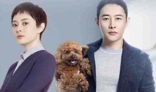 安家收视率高吗 《安家》收视率