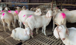 山羊出生几个月会怀孕（山羊怀孕几个月生小羊）