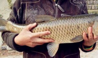 开春用什么钓草鱼 春季用什么钓草鱼