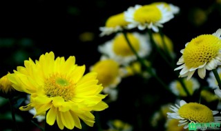 描写菊花的句子（描写菊花的句子和段落）