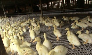 鸭棚搭建教程 鸭棚搭建教程图片