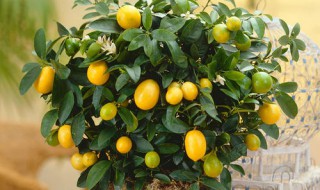 室内桔子树如何施肥 桔子树施肥方法