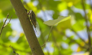 蝉鸣的谋篇布局的作用 蝉鸣本文通过叙述作者什么和什么的情景