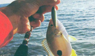 为什么初学路亚钓不到鱼 为什么我的路亚钓不到鱼