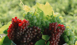葡萄营养价值（阳光玫瑰葡萄营养价值）