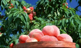 桃营养价值 桃营养价值功效作用