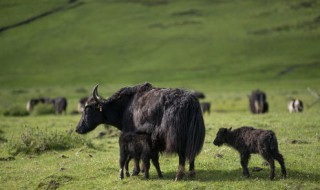 牛营养价值（油菜秸秆喂牛营养价值）