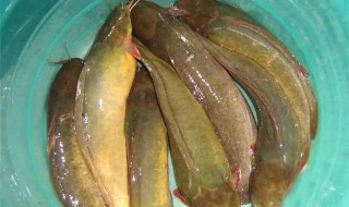 鲶鱼的营养价值（鲶鱼的营养价值及功效为啥人们不吃）