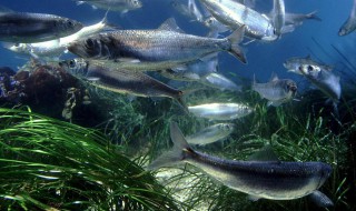 青鱼的营养价值 青鱼的营养价值及功效与作用禁忌