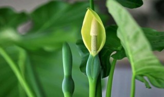 滴水观音的养殖方法 滴水观音的养殖方法水培