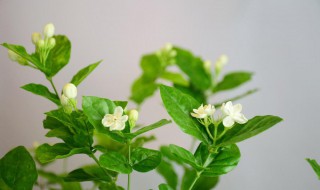 茉莉花的养殖方法 茉莉花的养殖方法 盆栽 家庭