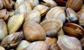 蛤蜊的营养价值（牡蛎和蛤蜊的营养价值）