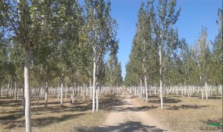 速生杨的最佳种植方法 速生杨的最佳种植方法和时间
