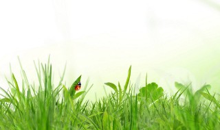 为什么喜欢春风的原因（喜欢春风的原因是什么）