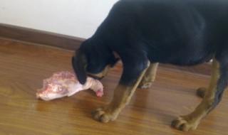 50斤的狗一天喂几个鸡架 50斤的狗一天喂几个鸡架好