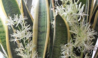 虎皮兰开花吗?开的花是什么颜色（虎皮兰开花吗开的花是什么颜色）