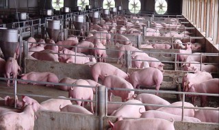 建养猪场需要什么手续 建养猪场需要什么手续和证件