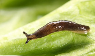 厨房粘虫对人有害吗 厨房粘虫对人有害吗知乎