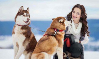 为什么狗在树林里迷路回不了家 狗狗如果迷路了它会怎么办