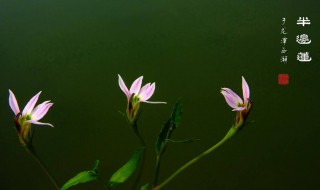 半边莲的功效与作用（半边莲的功效与作用图片）