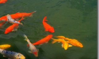 80平方米池塘养多少尾鱼 80平方米池塘养多少尾鱼好