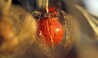 挂公司是什么意思网络用语 挂公司是什么意思网络用语怎么说