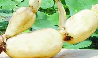 藕的作用与功效（藕的作用与功效禁忌 吃藕前一定要看看）