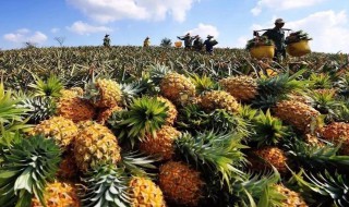 菠萝茶是什么（菠萝茶是什么意思）