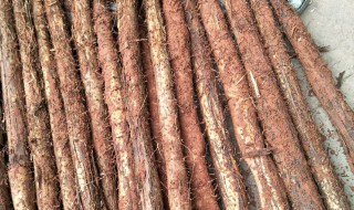 竹篙薯如何保存 竹篙薯怎么吃