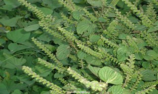 苏子叶的功效与作用 苏子叶的功效与作用及食用方法