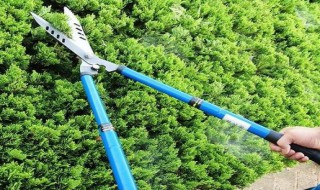 修剪苗木口诀 修剪苗木口诀是什么