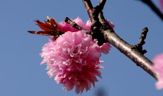 东风不为吹愁去（东风不为吹愁去春日偏能惹恨长翻译）