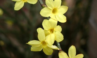 迎春花是什么颜色（石榴花是什么颜色）