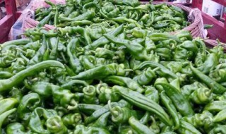 螺丝椒和青尖椒哪个辣（螺丝椒和青尖椒哪个辣?）