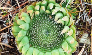 野生瓦松有毒吗 野生瓦松带回家怎么种