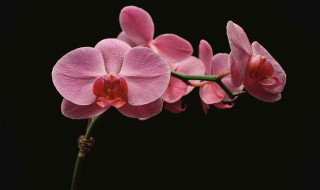 半水培什么意思（水培啥意思）