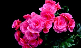 丽格海棠好养吗（丽格海棠好养吗?）