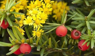 红豆杉变黄叶如何处理 红豆杉变黄叶如何处理图片