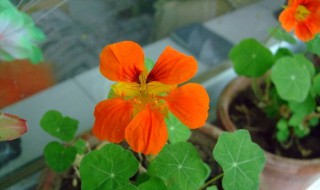 旱金莲什么时候种 旱金莲什么时候种?