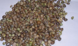 君子兰腰肥是什么（君子兰腰肥是什么肥）