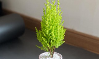 香松盆栽养殖方法 香松盆栽养殖方法视频