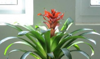 鸿运当头多久浇一次水 鸿运当头多久浇一次水能晒太阳吗