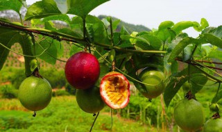 百香果可以种在花盆吗 百香果可以盆栽吗