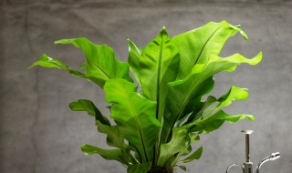 鸟巢蕨多久浇一次水 鸟巢蕨多久浇一次水合适