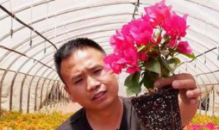 新买的三角梅怎么处理 新买的三角梅怎么处理叶子