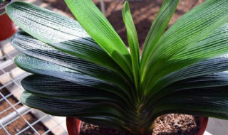 君子兰叶片位置如何校正（君子兰叶片歪的严重纠正示意图）