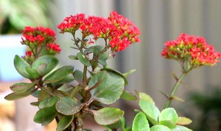 长寿花怎么照顾 长寿花怎么照顾小孩