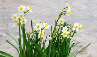 水仙花怎么种（水仙花怎么种植方法水培给营养）
